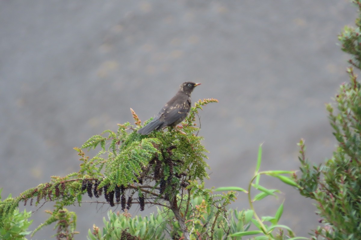 Sooty Thrush - ML642820513