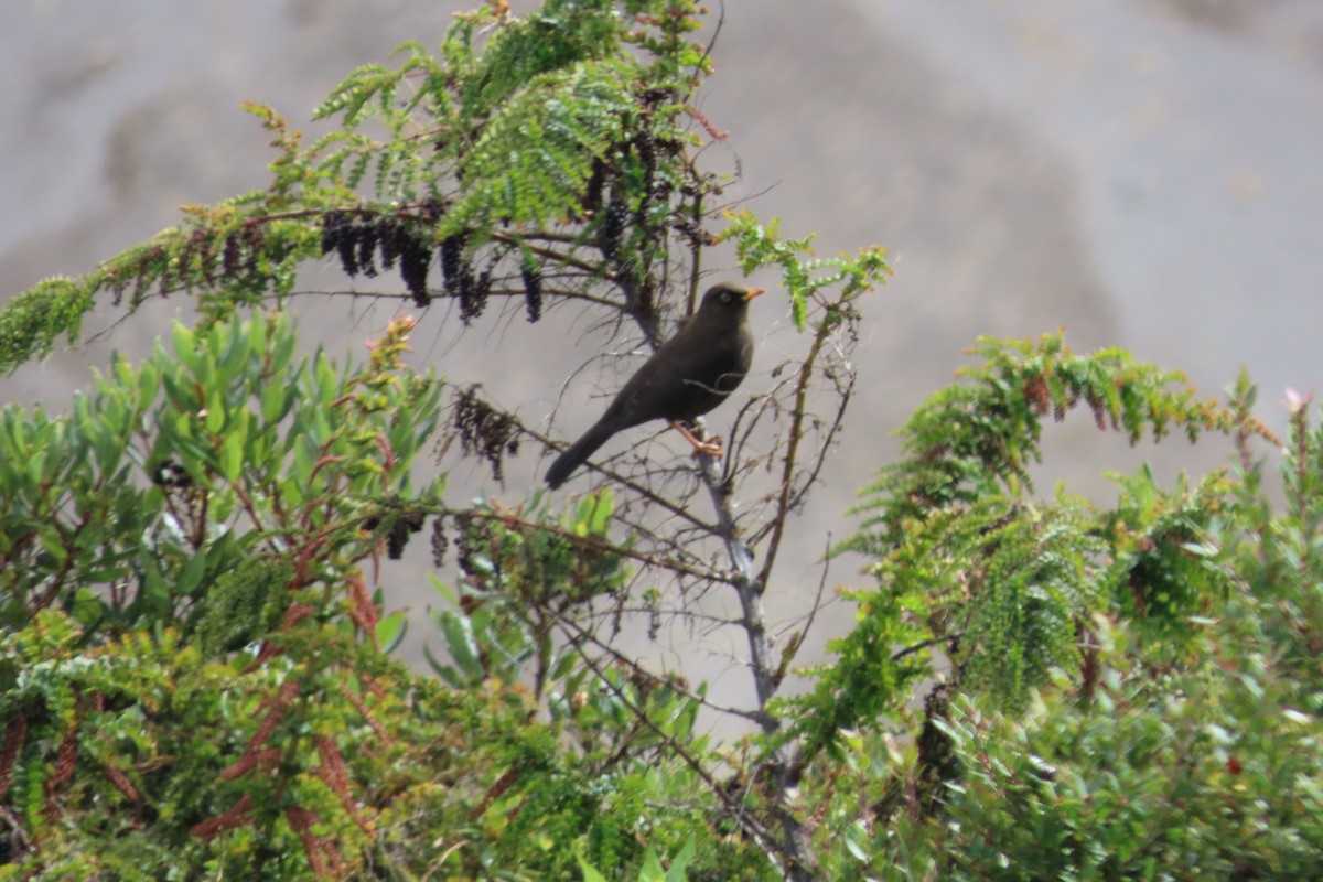 Sooty Thrush - ML642820514