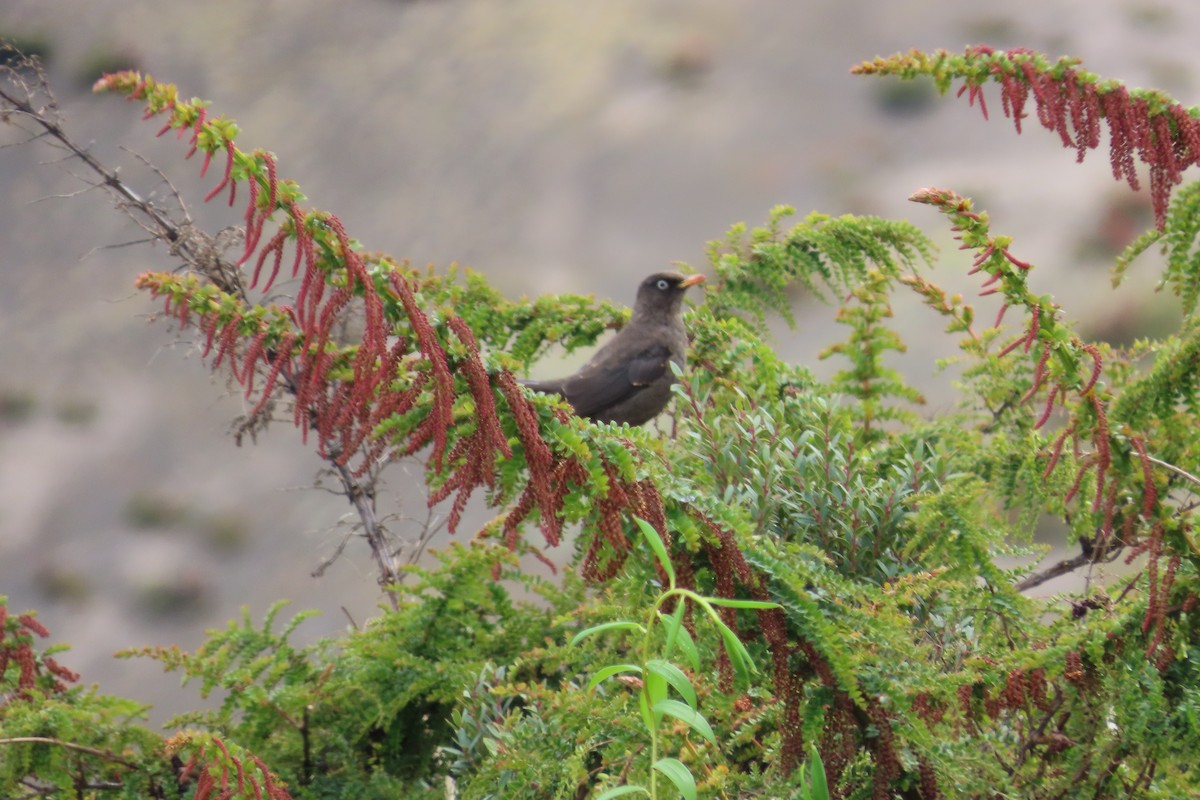Sooty Thrush - ML642820516