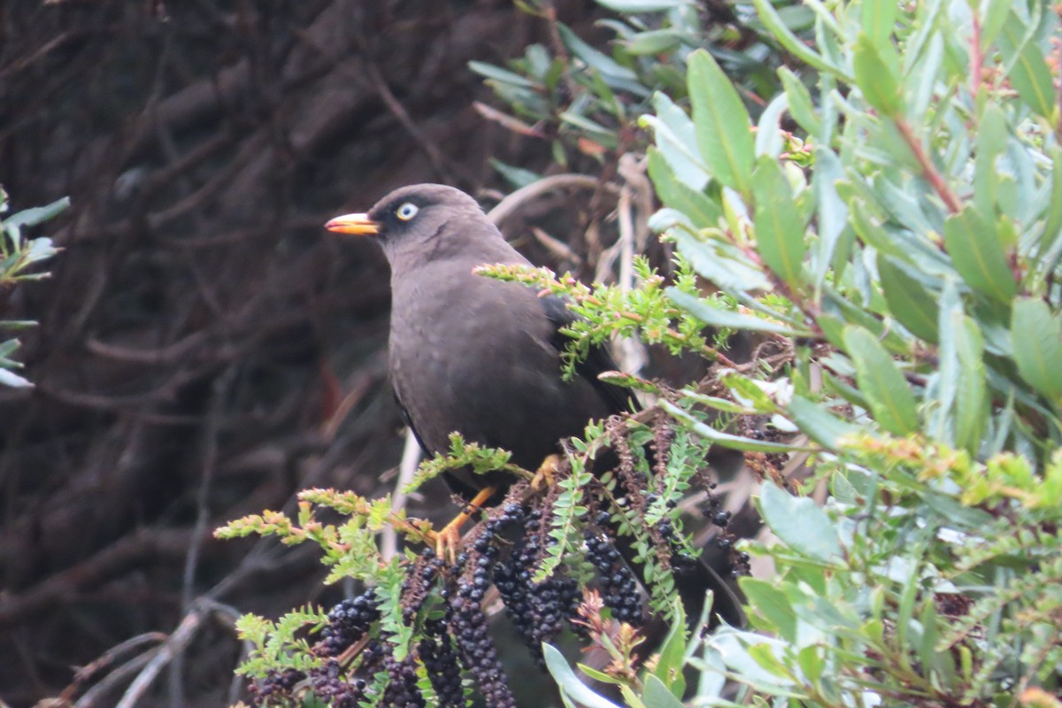 Sooty Thrush - ML642820517