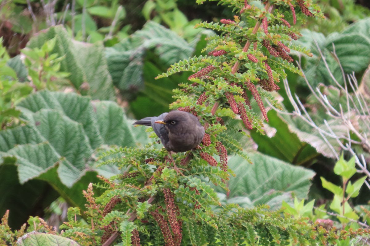 Sooty Thrush - ML642820518