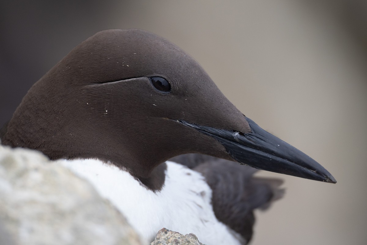 Common Murre - ML642820519