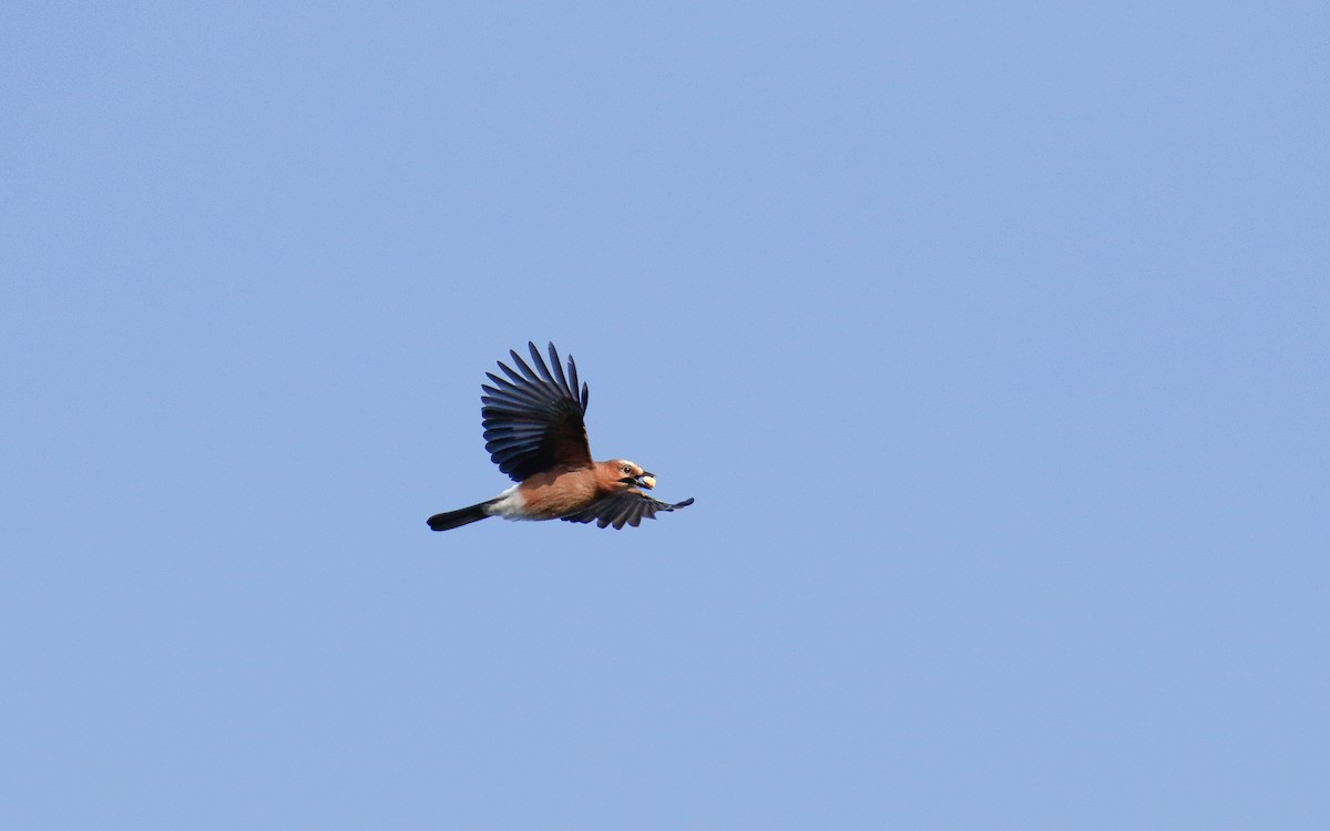 Eurasian Jay - ML642820521