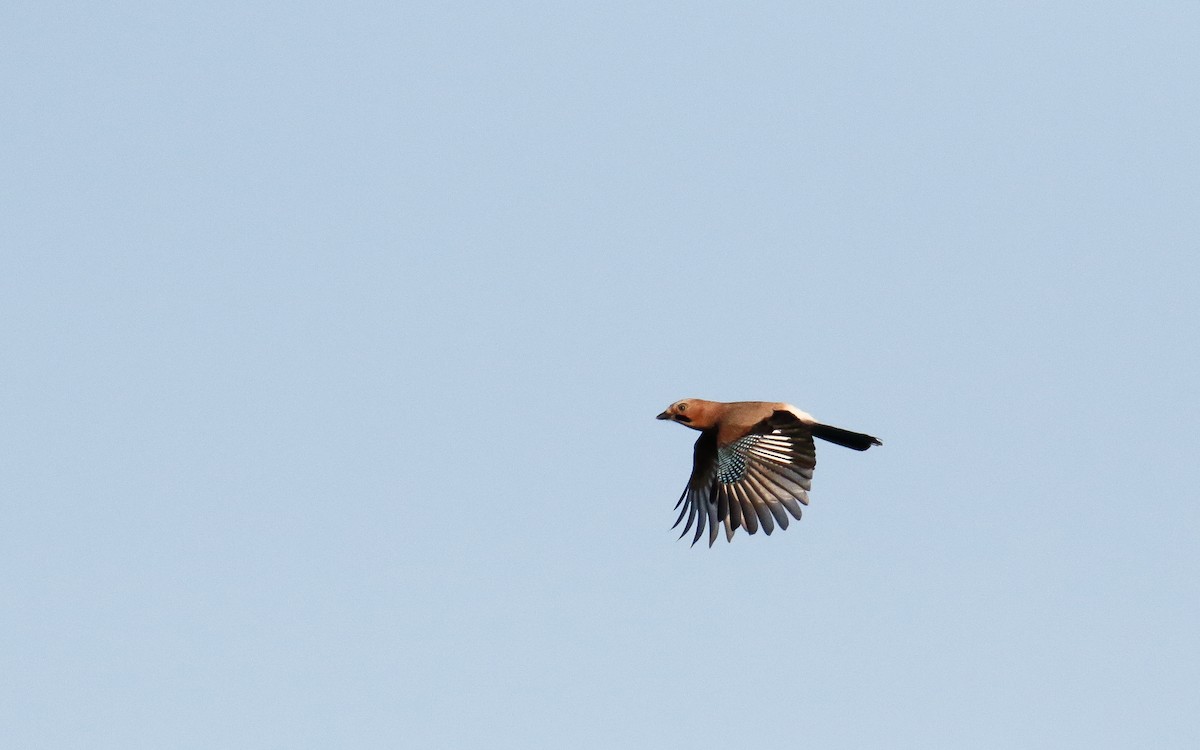 Eurasian Jay - ML642820522
