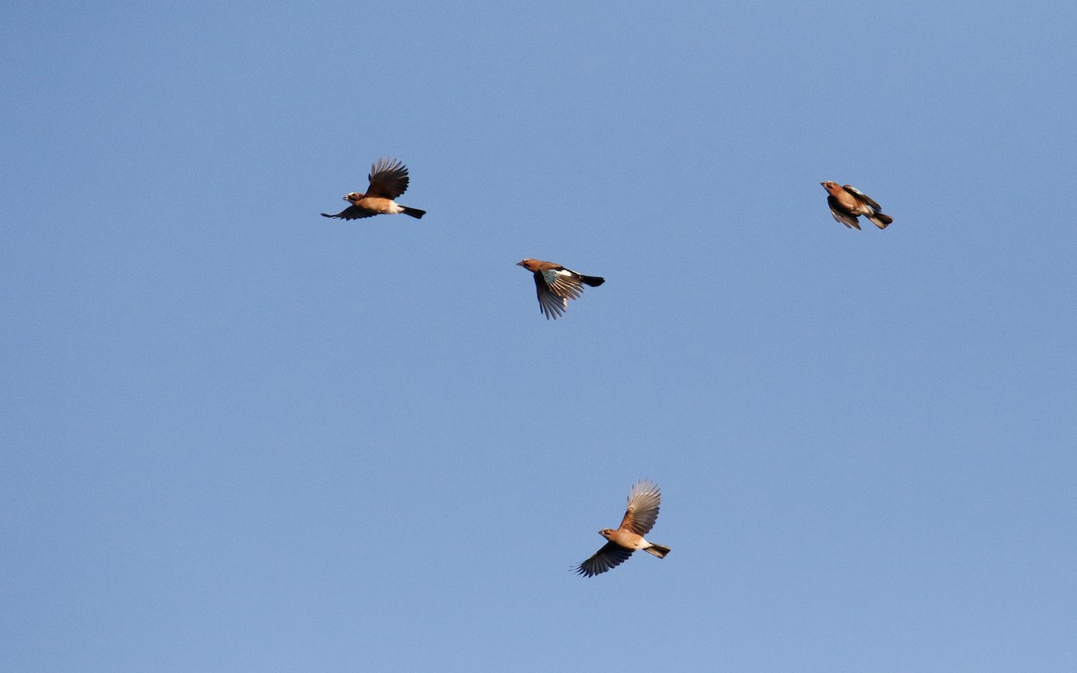 Eurasian Jay - ML642820523