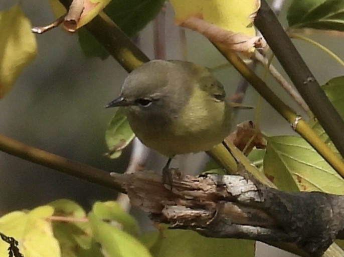 Orange-crowned Warbler - ML642820526