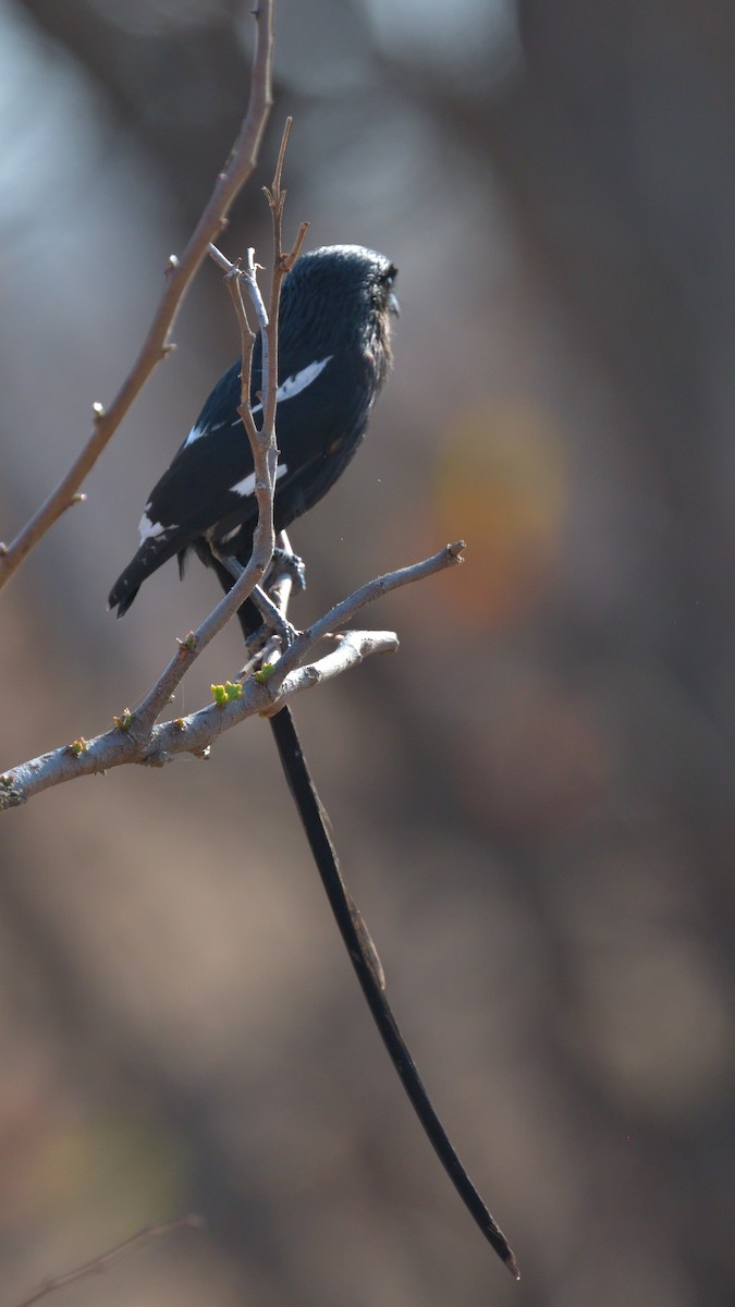 Magpie Shrike - ML642820529