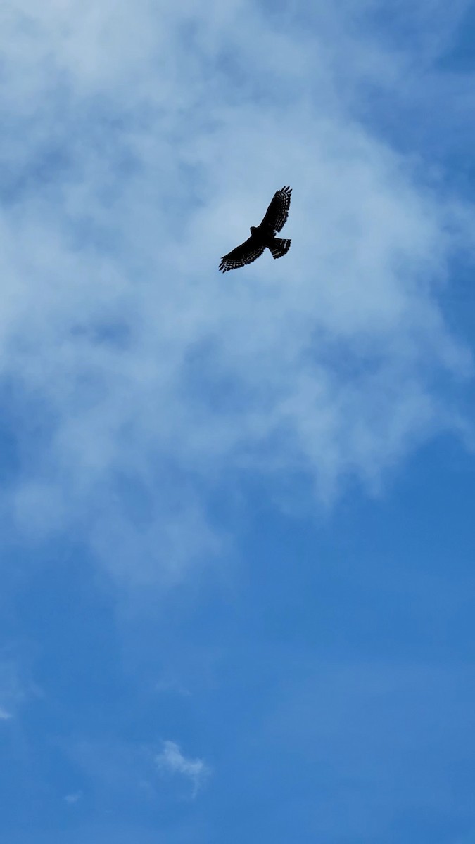 Red-shouldered Hawk - ML642820534