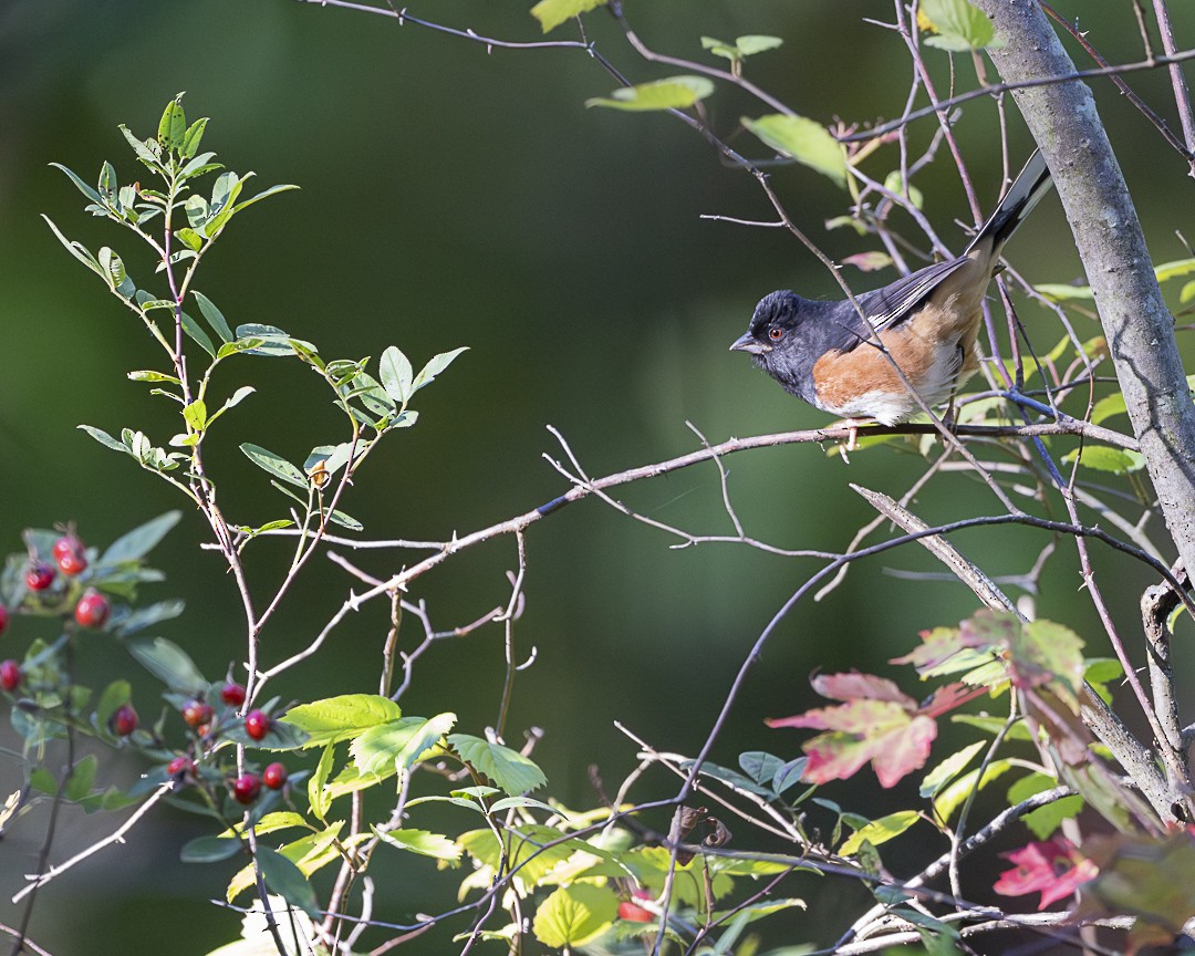 Eastern Towhee - ML642820541