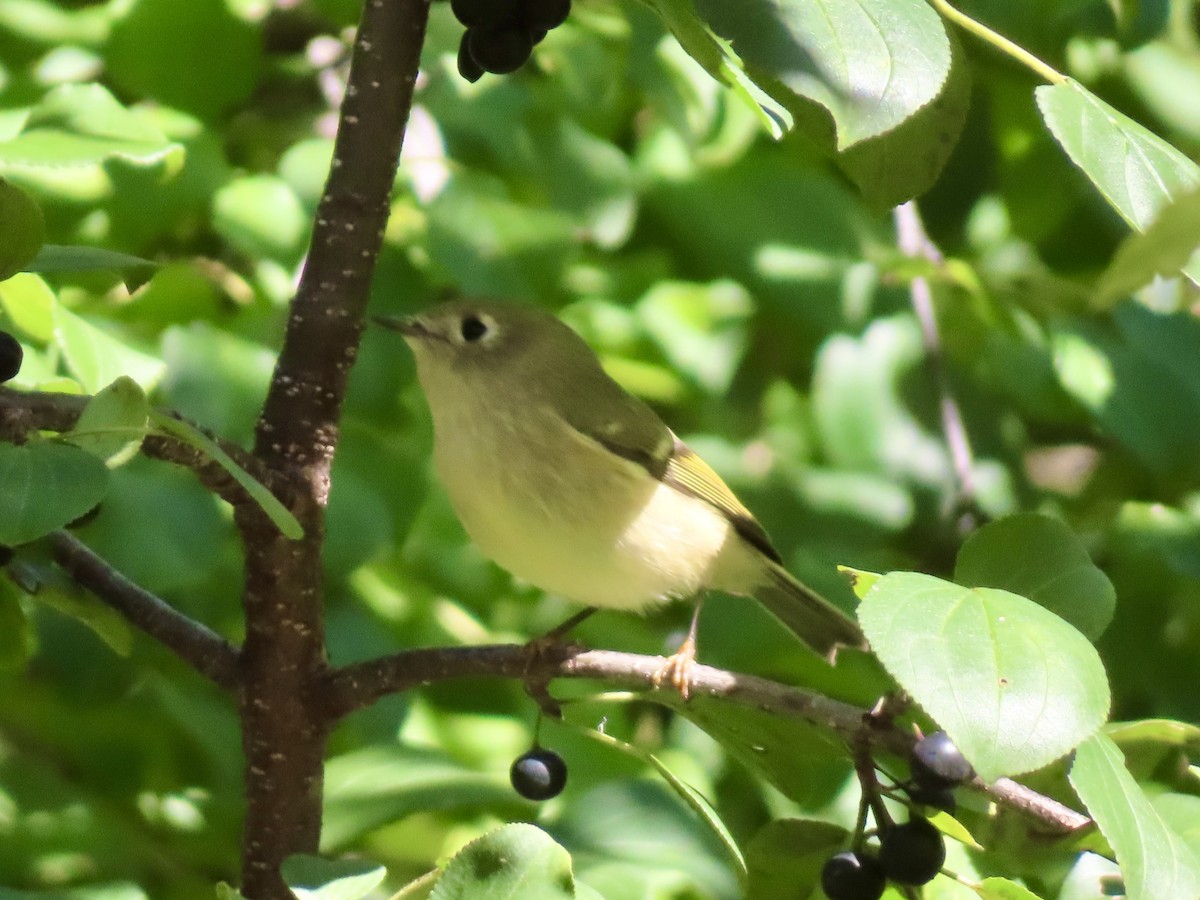 Ruby-crowned Kinglet - ML642820542