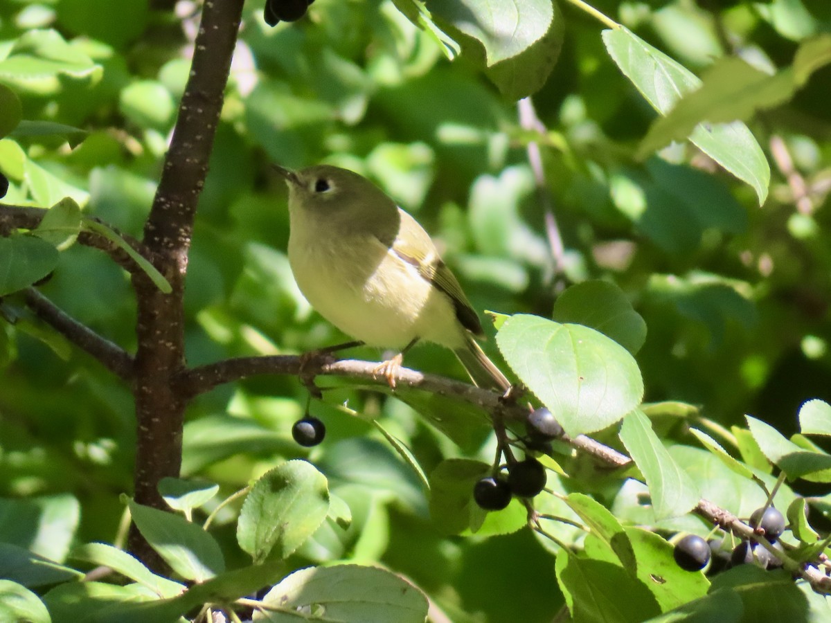 Ruby-crowned Kinglet - ML642820543