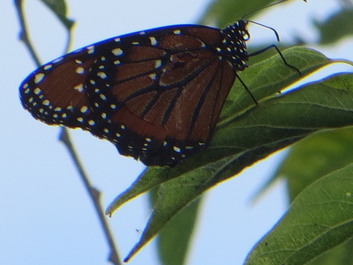 Animals - ML642820545