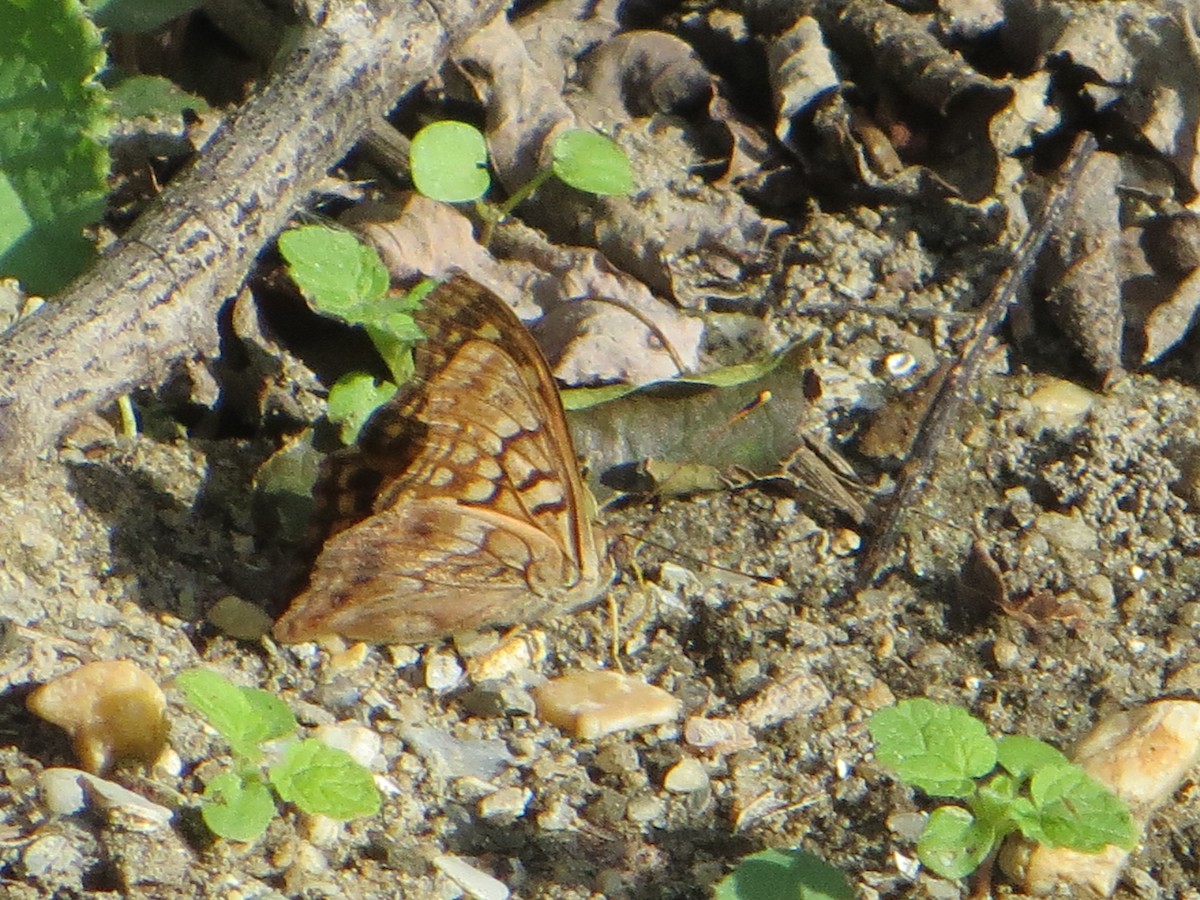 Animals - ML642820546