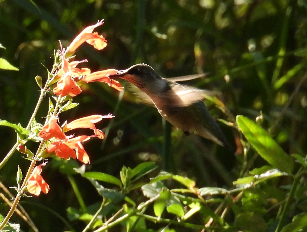 Ruby-throated Hummingbird - ML642820548
