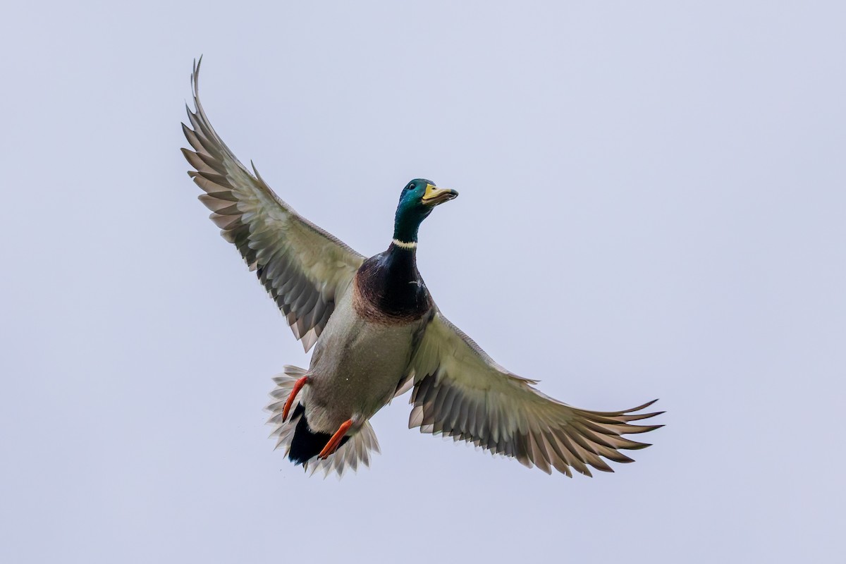 Mallard - ML642820549