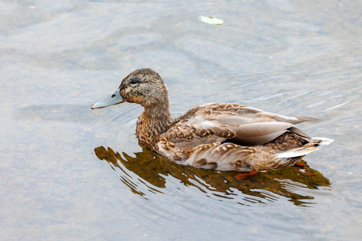 Mallard - ML642820552