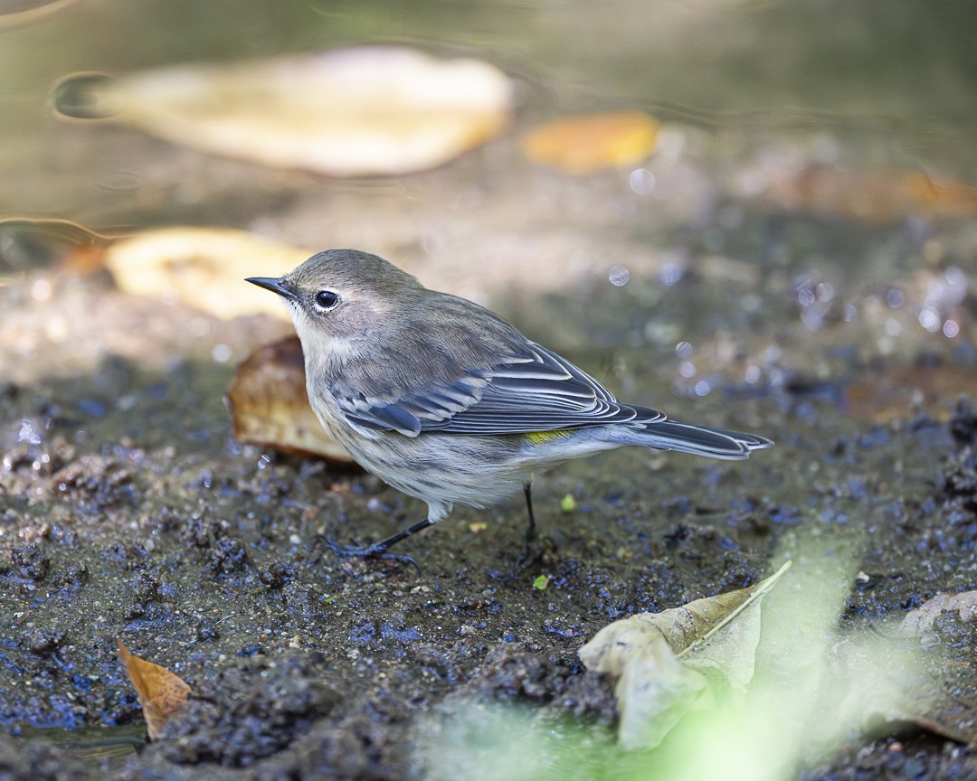 Yellow-rumped Warbler (Myrtle) - ML642820554