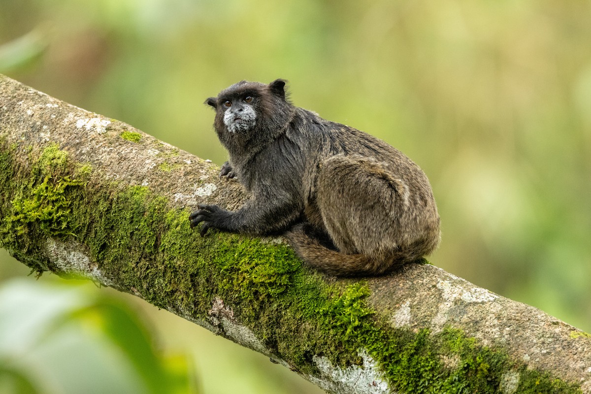 Black-mantled Tamarin - ML642820555
