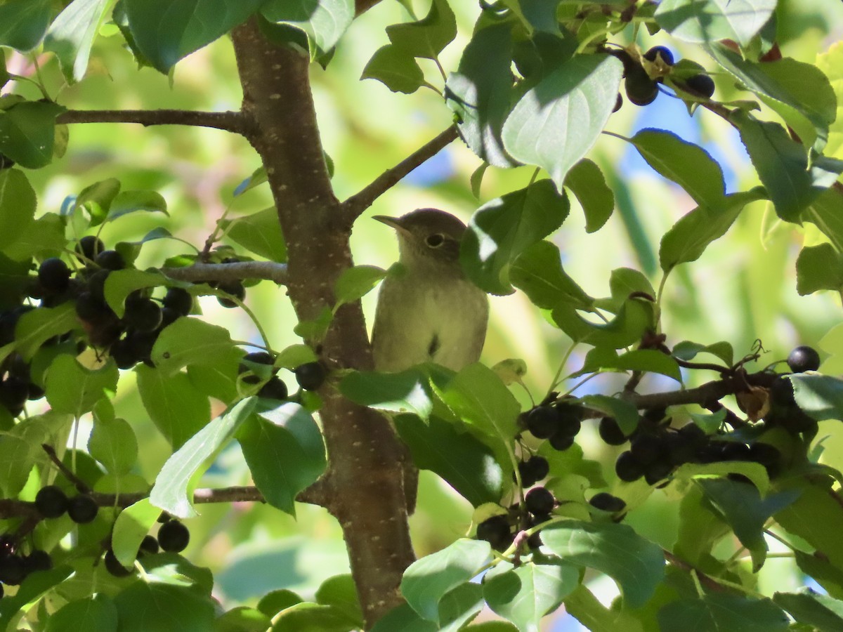 Northern House Wren - ML642820556