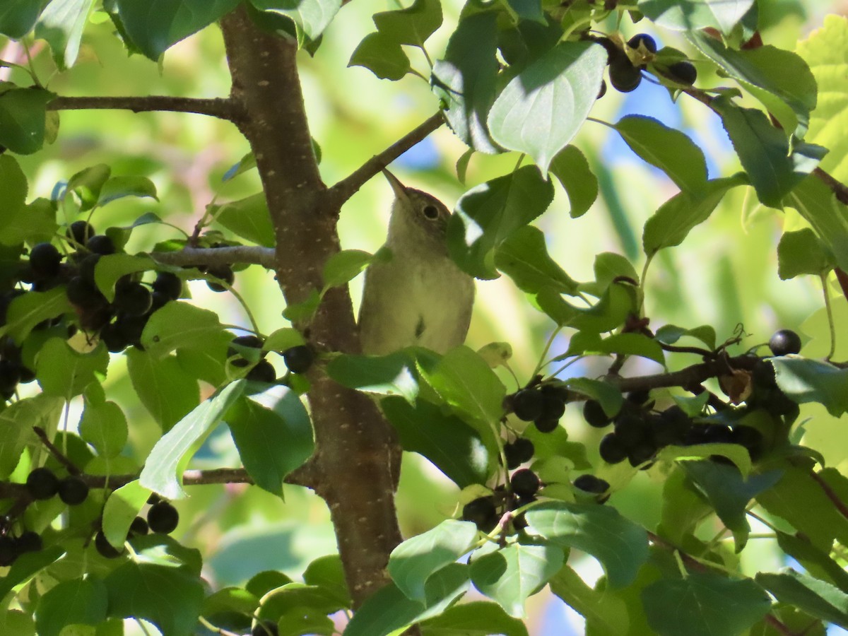 Northern House Wren - ML642820557