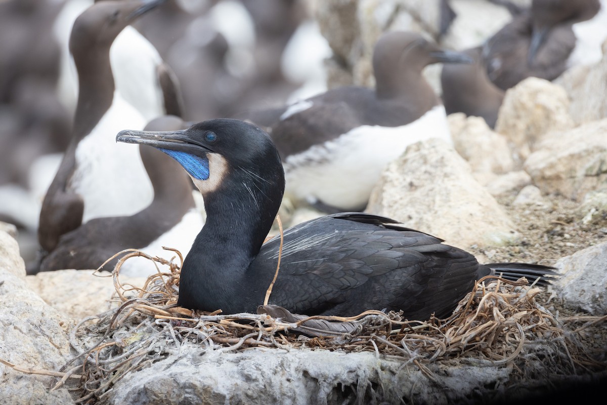 Brandt's Cormorant - ML642820558