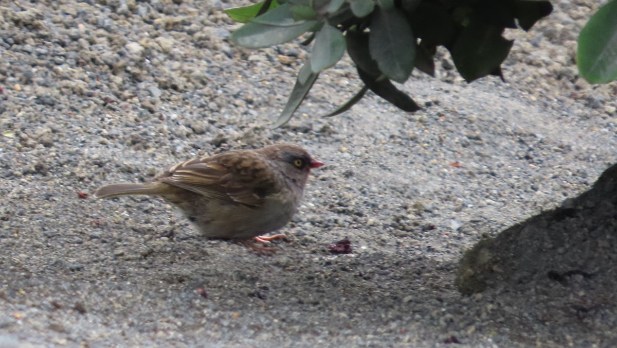 Volcano Junco - ML642820561
