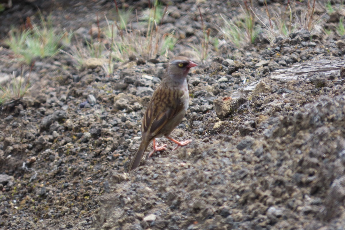 Volcano Junco - ML642820562