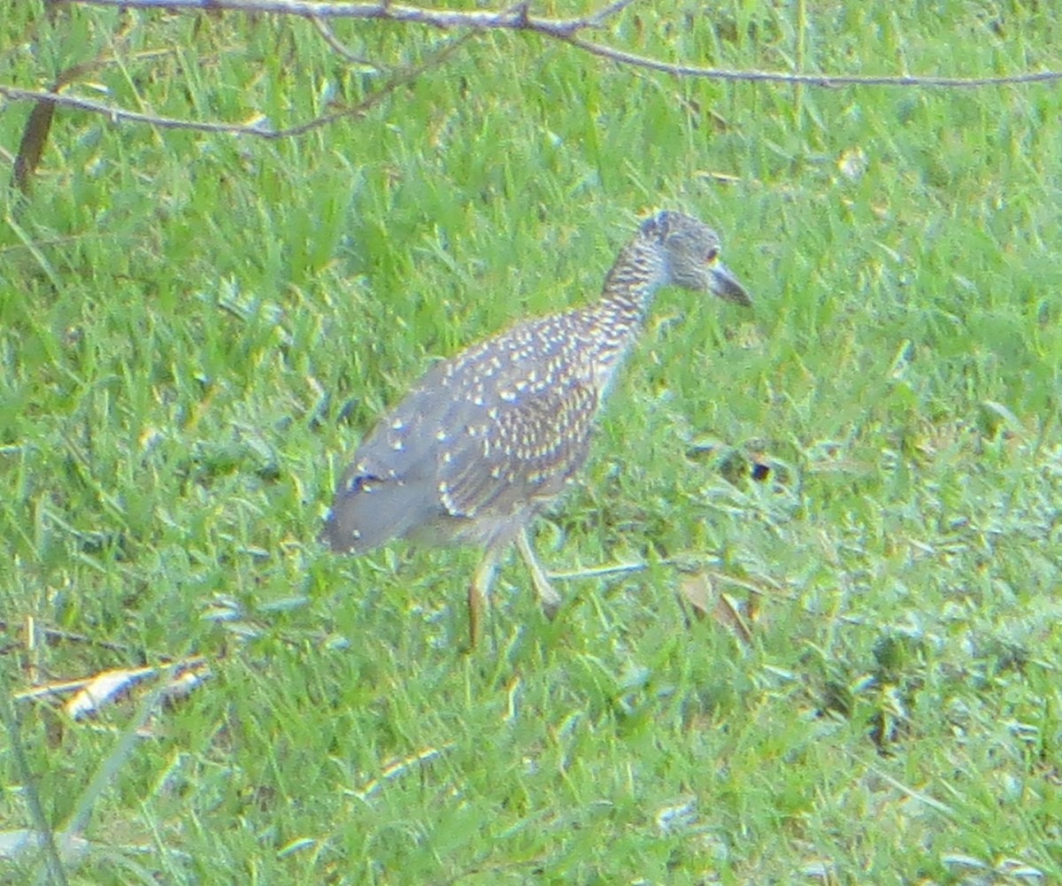 gulkronehegre - ML642820566