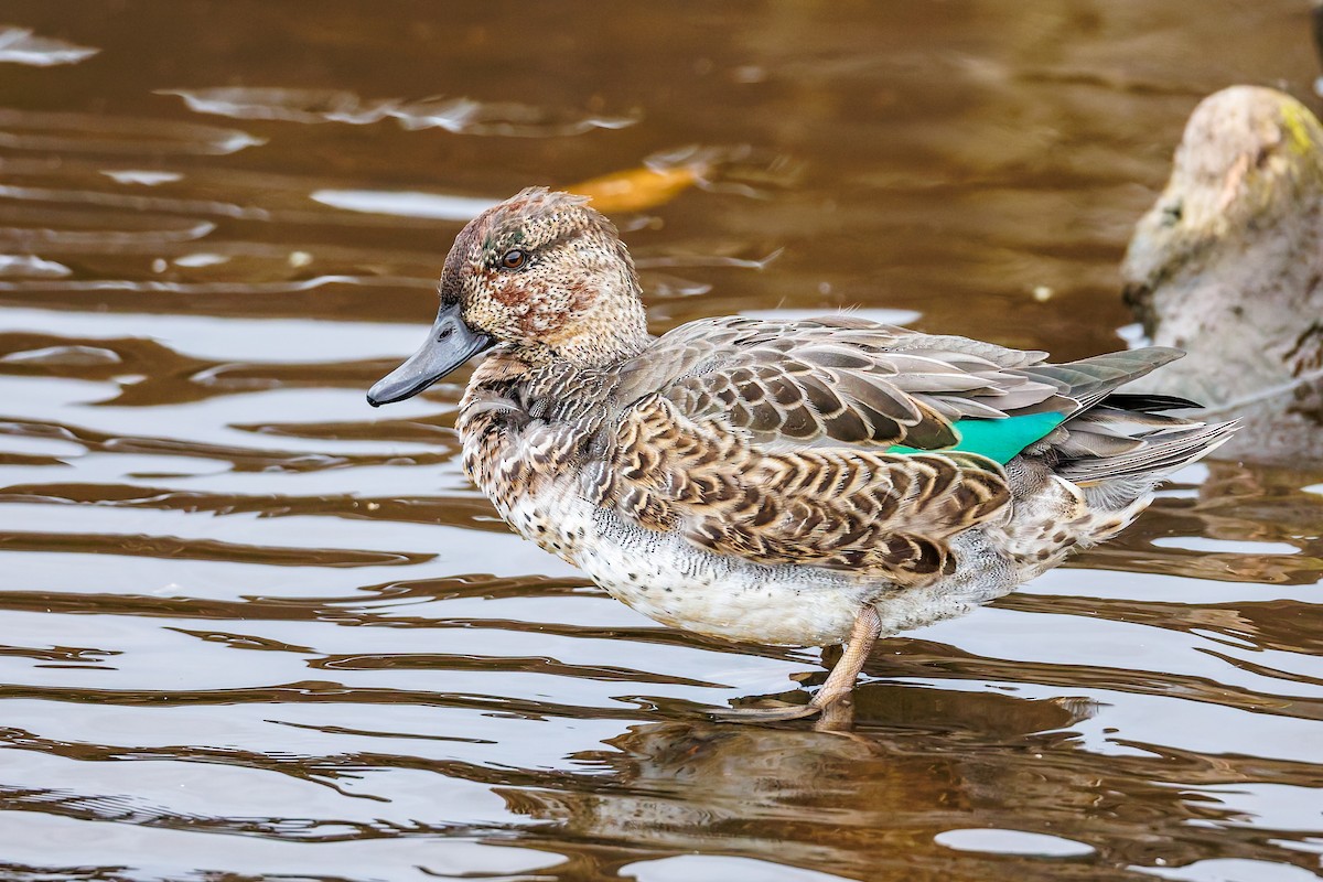 Green-winged Teal (American) - ML642820567