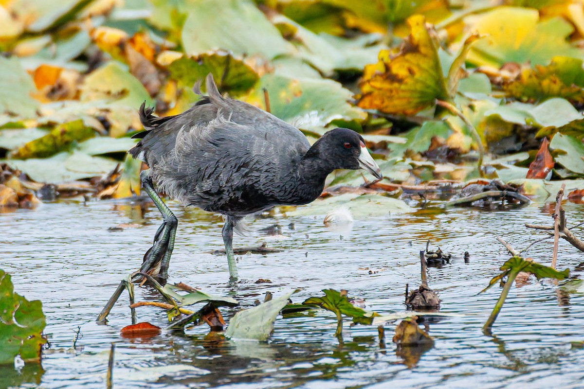 American Coot (Red-shielded) - ML642820573