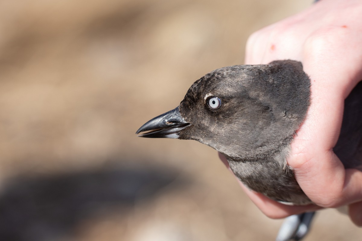 Cassin's Auklet - ML642820575