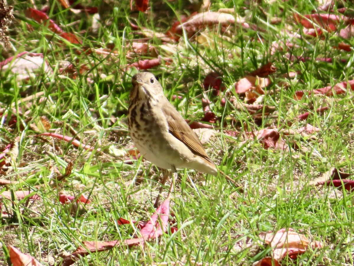 Hermit Thrush - ML642820583