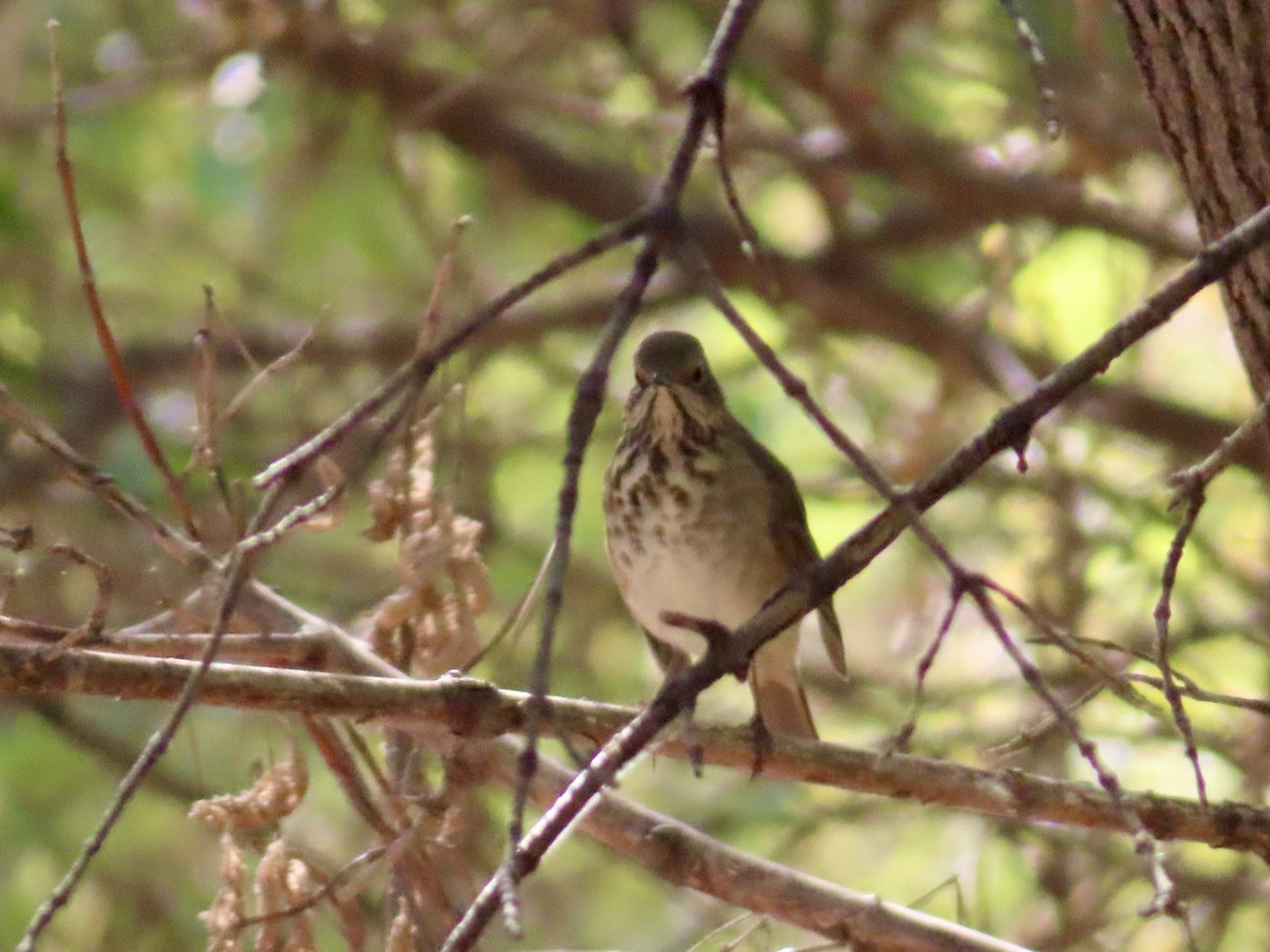 Hermit Thrush - ML642820584