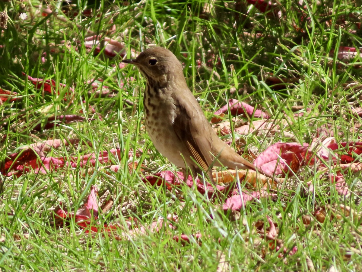 Hermit Thrush - ML642820585