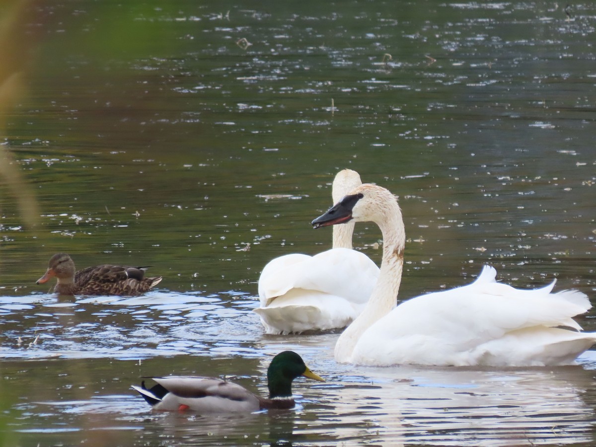 Trumpeter Swan - ML642820586