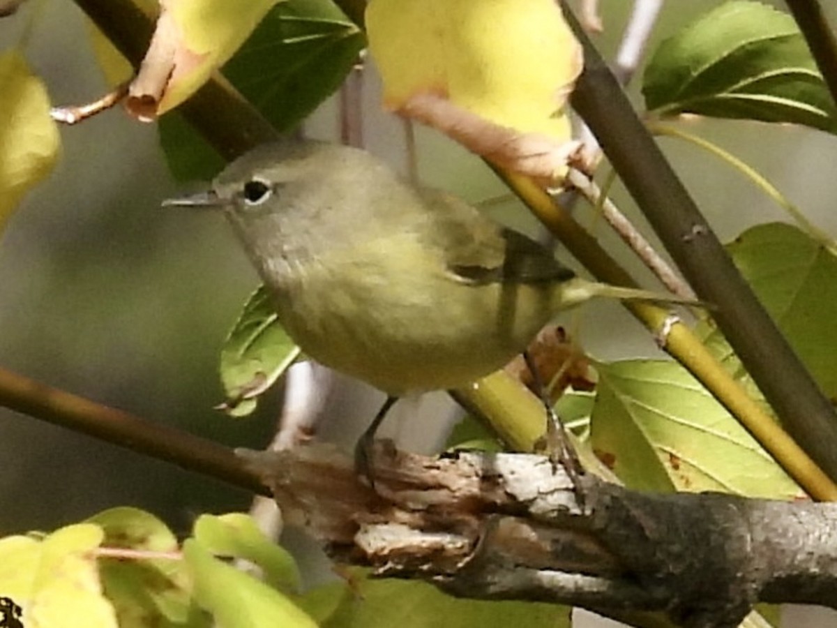 Orange-crowned Warbler - ML642820587