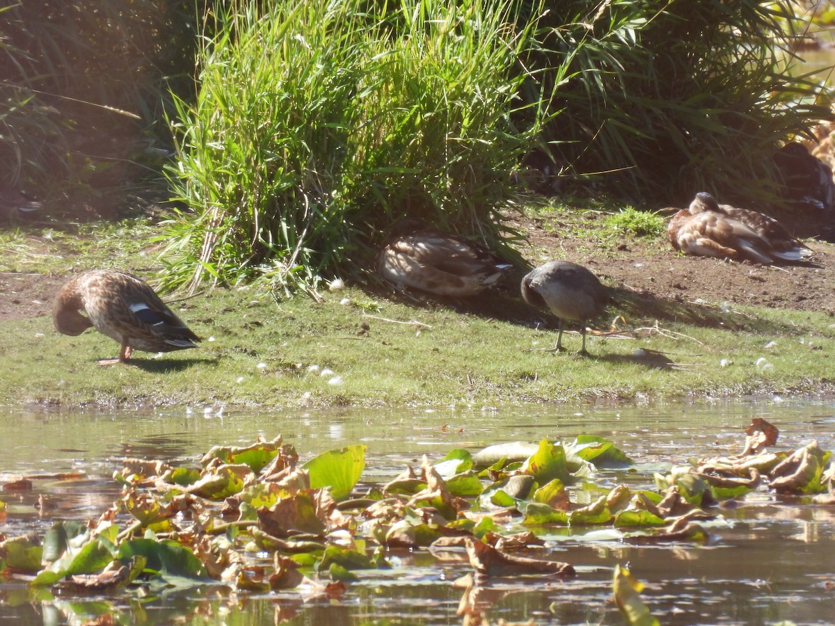 Mallard - ML642820588