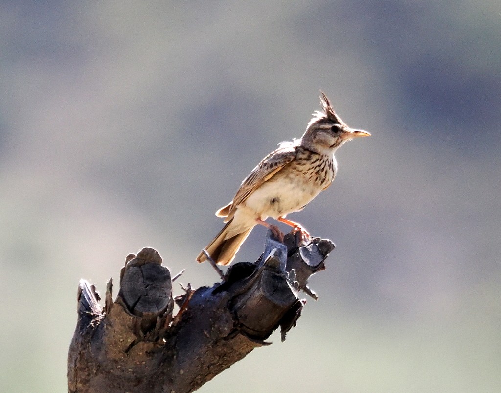 Crested Lark (Crested) - ML642820589