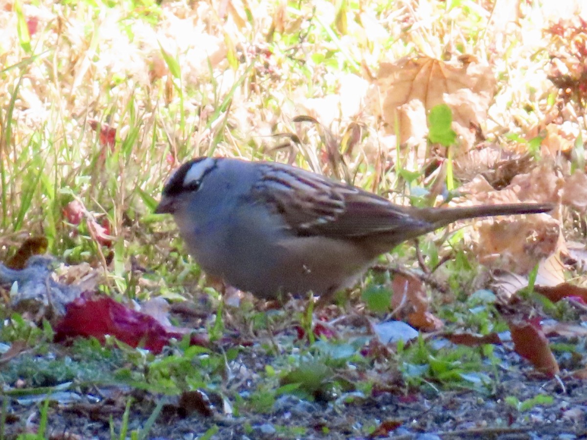 White-crowned Sparrow - ML642820603