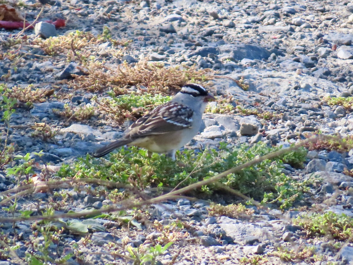 White-crowned Sparrow - ML642820604