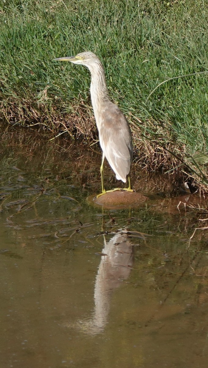 Squacco Heron - ML642820611