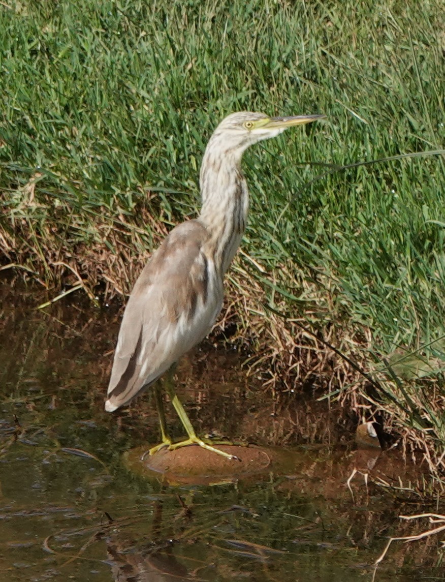 Squacco Heron - ML642820612