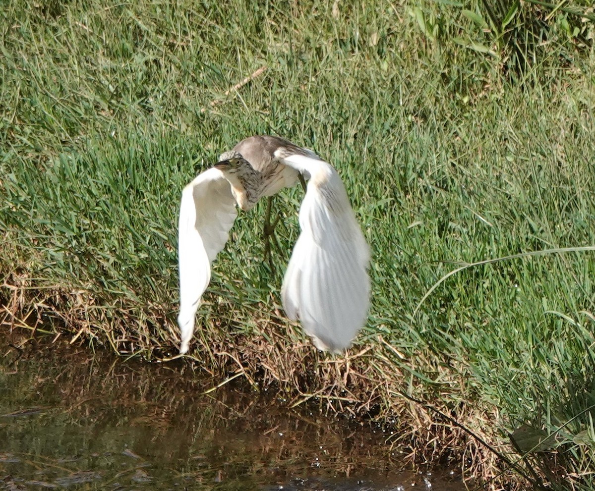 Squacco Heron - ML642820613