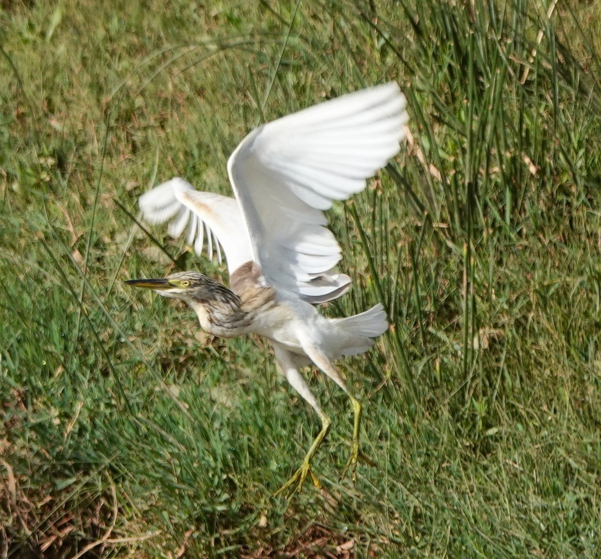 Squacco Heron - ML642820614