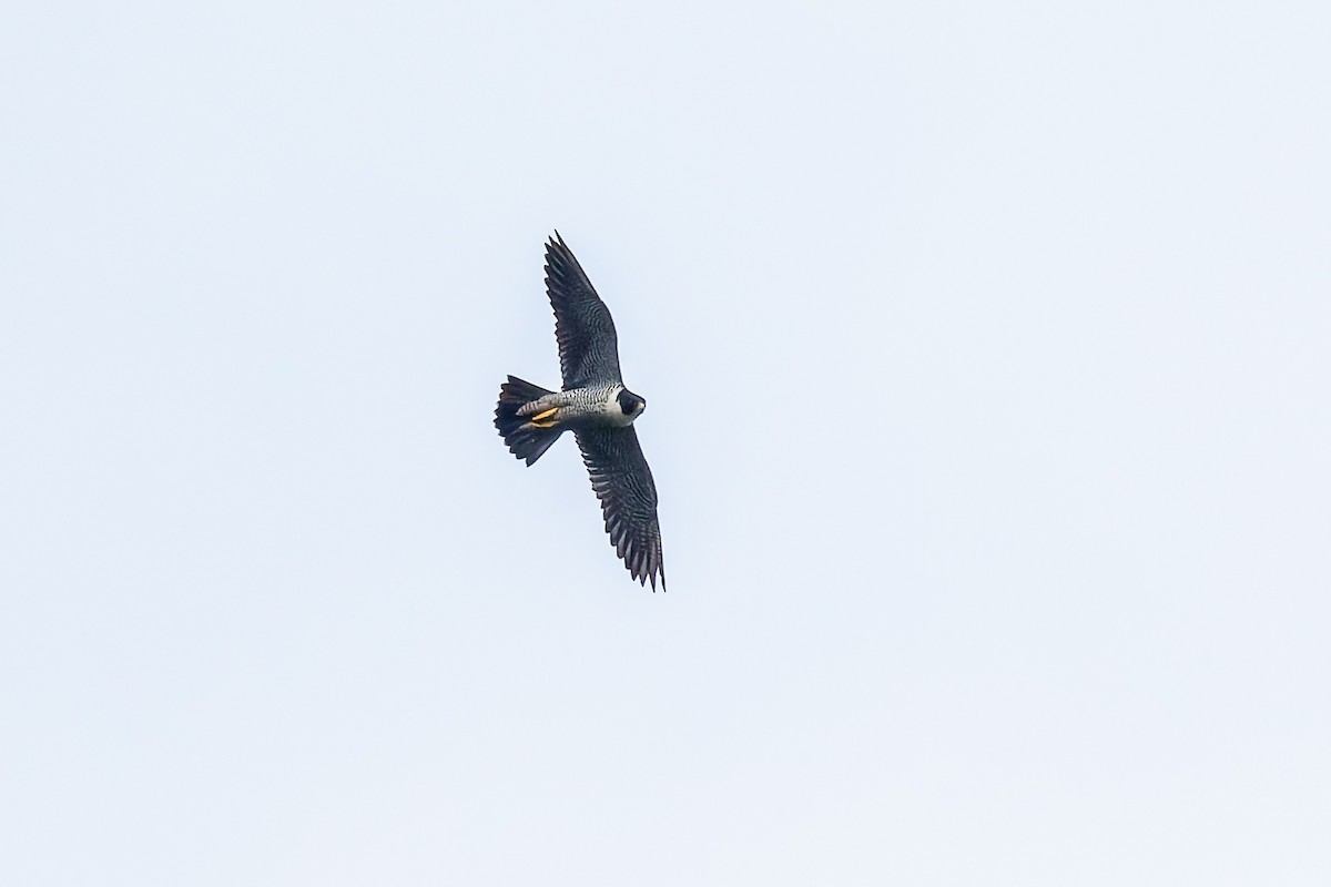 Peregrine Falcon - ML642820615