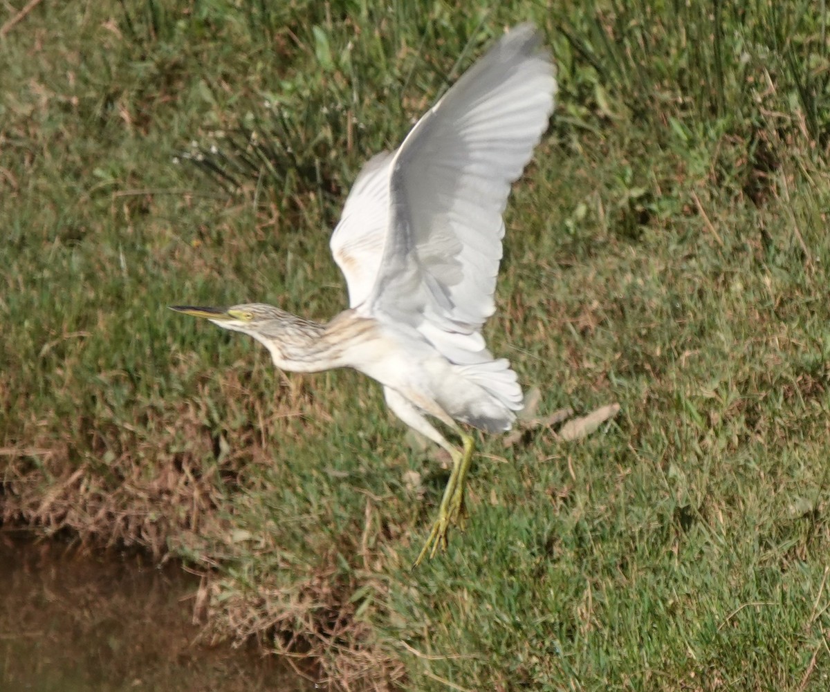 Squacco Heron - ML642820616