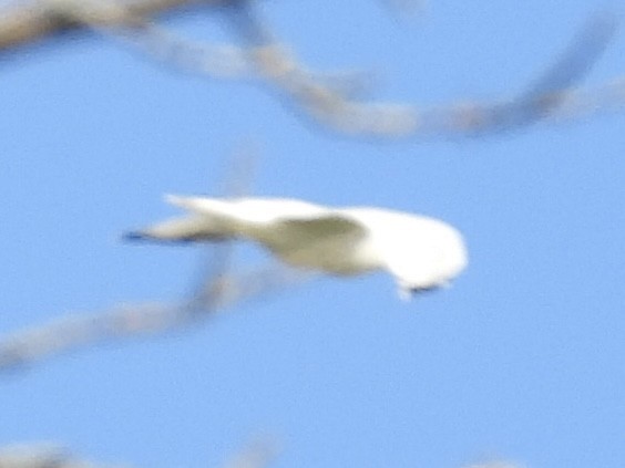 Ring-billed Gull - ML642820628