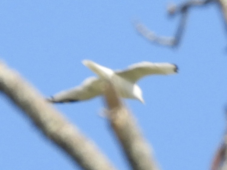 Ring-billed Gull - ML642820629