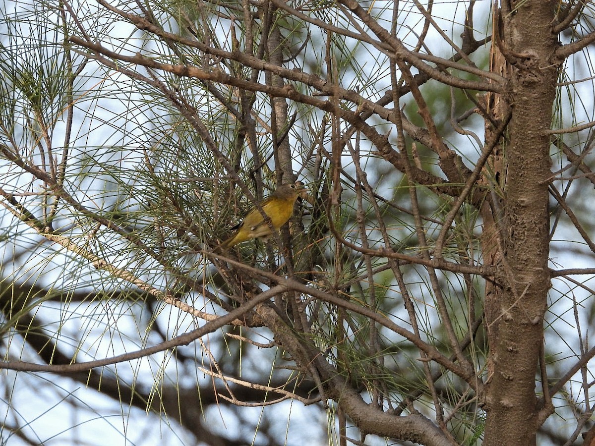 Nashville Warbler - ML642820635