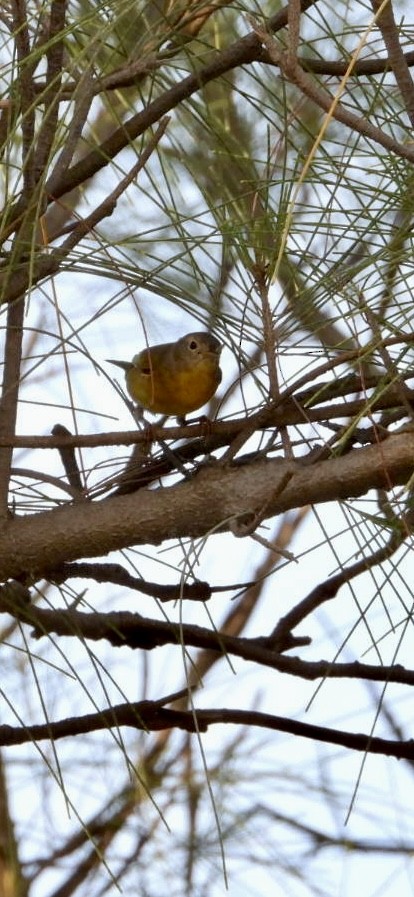Nashville Warbler - ML642820636